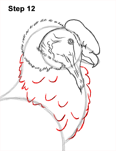 Draw an Andean Condor 12 How to Draw an Andean Condor Bird Side View 12