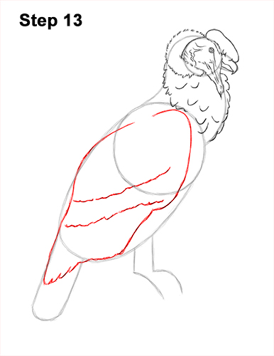 Draw an Andean Condor 13 How to Draw an Andean Condor Bird Side View 13
