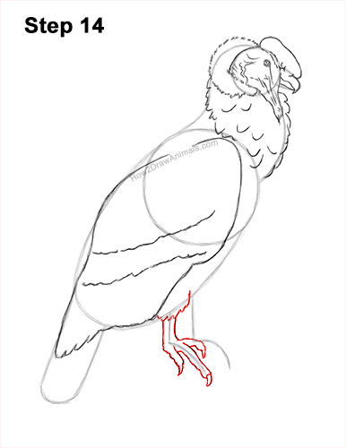 Draw an Andean Condor 14 How to Draw an Andean Condor Bird Side View 14