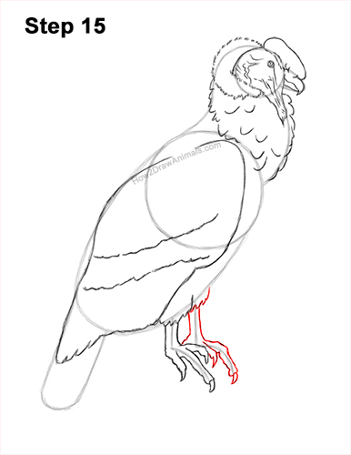 Draw an Andean Condor 15 How to Draw an Andean Condor Bird Side View 15