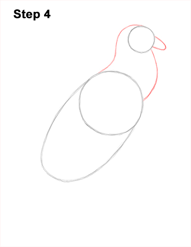 Draw an Andean Condor 4 How to Draw an Andean Condor Bird Side View 4