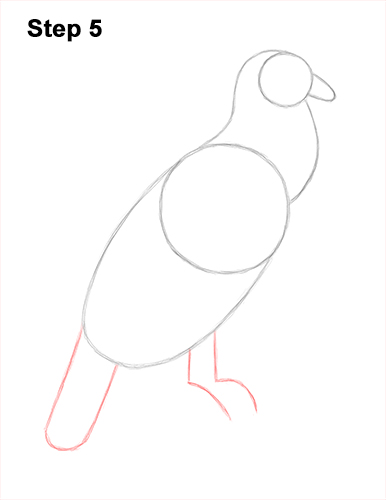Draw an Andean Condor 5 How to Draw an Andean Condor Bird Side View 5