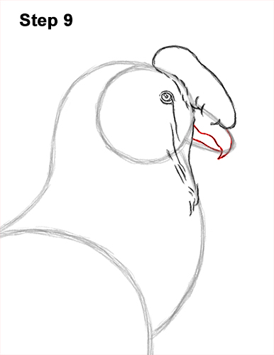 How to Draw an Andean Condor Bird Side View 9
