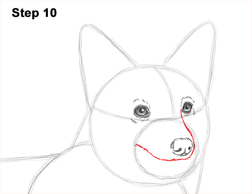 Draw Welsh Corgi Dog 10