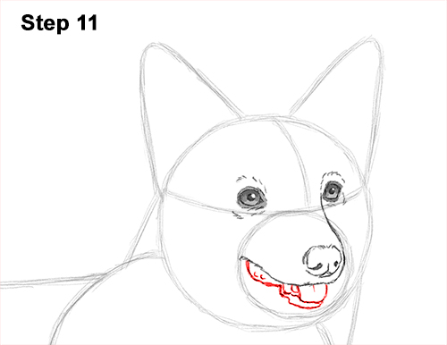 Draw Welsh Corgi Dog 11