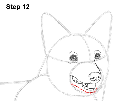 Draw Welsh Corgi Dog 12