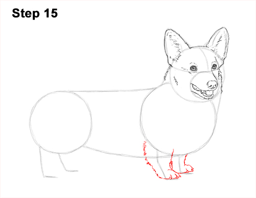 Draw Welsh Corgi Dog 15