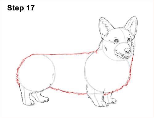 Draw Welsh Corgi Dog 17