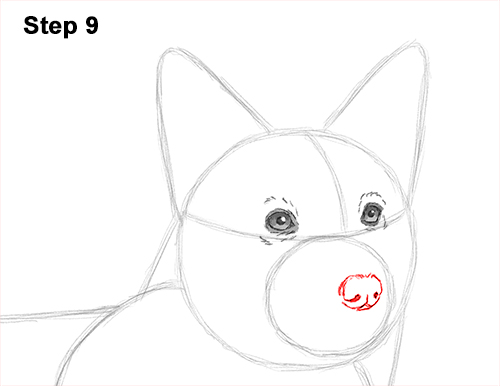 Welsh Corgi Dog Drawing 9 Draw Welsh Corgi Dog 9