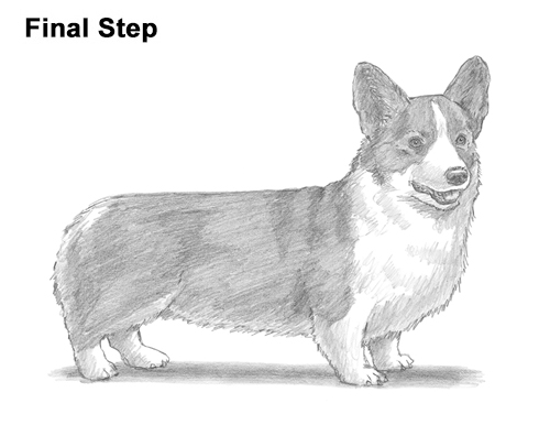 Draw Welsh Corgi Dog