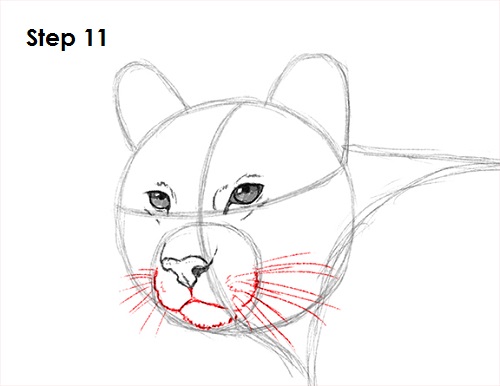 Draw Cougar Cat 11