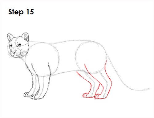Cougar Cat Drawing 15 Draw Cougar Cat 15