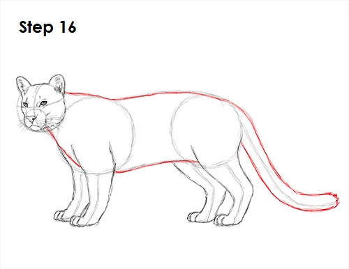 Cougar Cat Drawing 16 Draw Cougar Cat 16