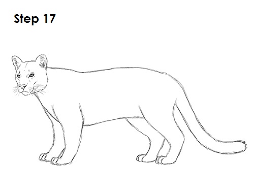 Cougar Cat Drawing 17 Draw Cougar Cat 17