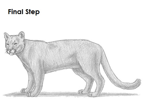 Cougar Cat Drawing Draw Cougar Cat