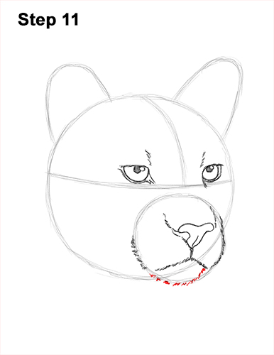 How to Draw a Cougar Mountain Lion Puma Panther Head 11
