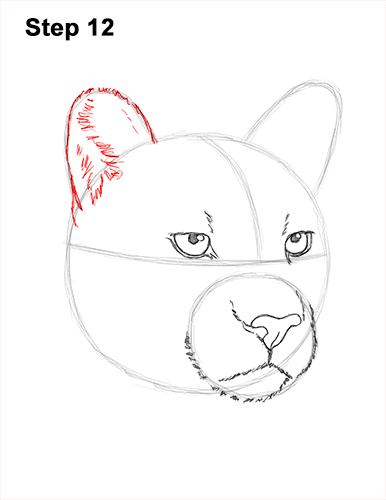 How to Draw a Cougar Mountain Lion Puma Panther Head 12