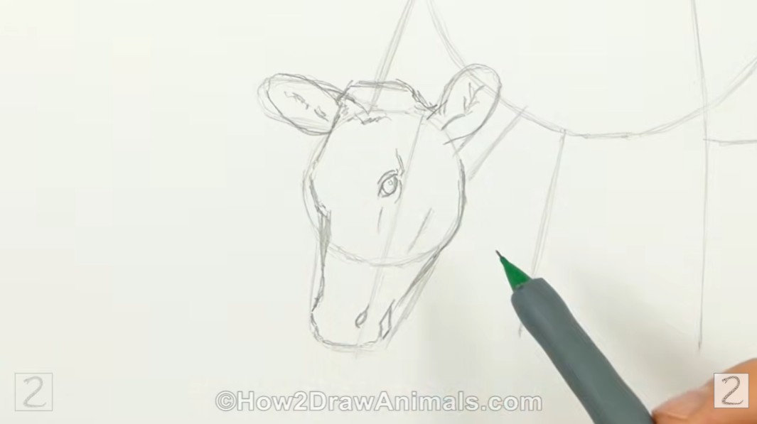Draw Cow Facial Features How to Draw a Cow Facial Features