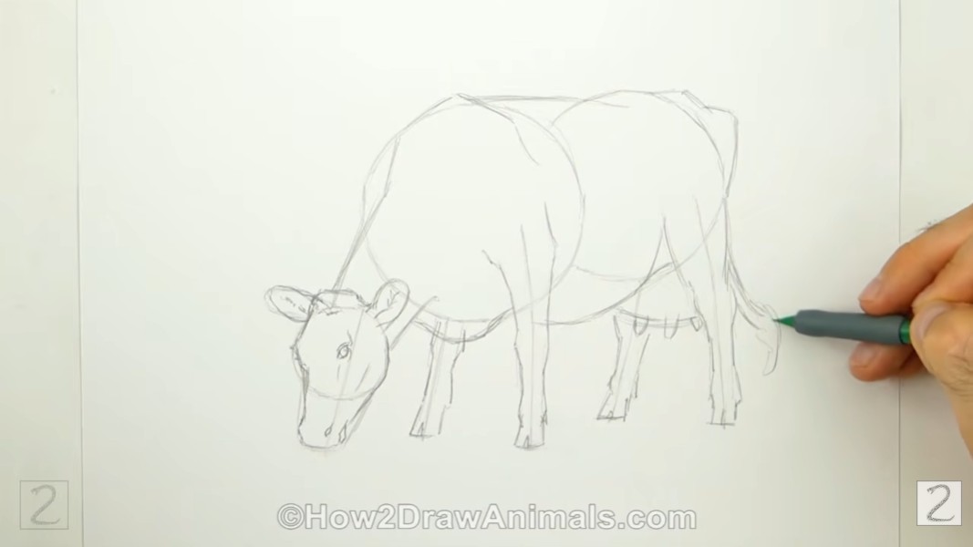 Draw Cow Finish the Body Sketch How to Draw a Cow Finish the Body Sketch