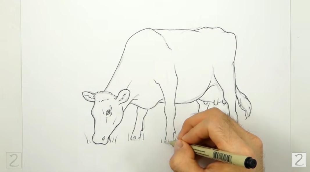 Draw Cow Erase Guidelines and Ink How to Draw a Cow Erase Guidelines and Ink