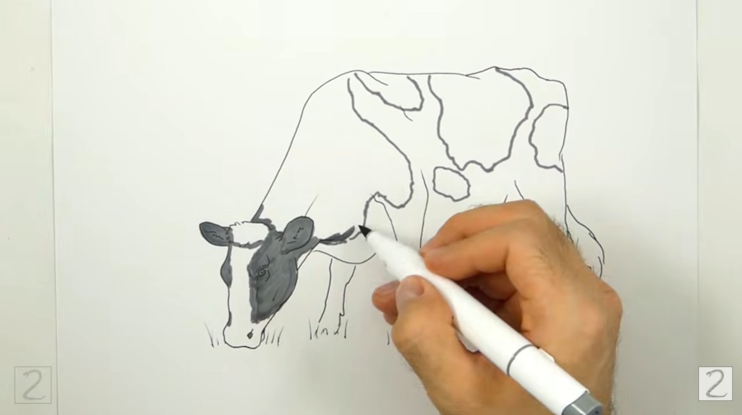 Draw Cow Begin Adding Color How to Draw a Cow Begin Adding Color