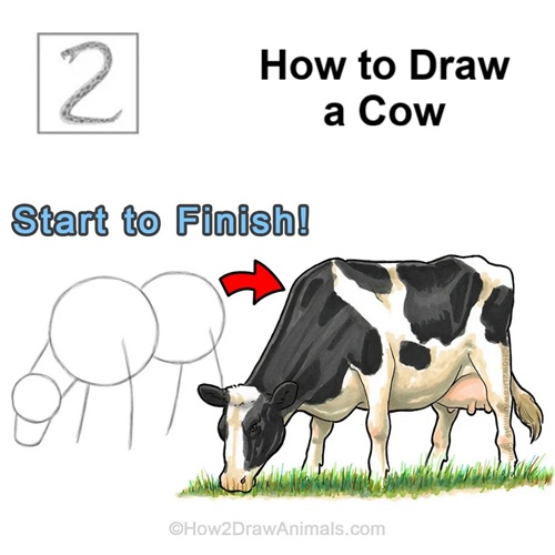 Draw Cow Add Final Details How to Draw a Cow Add Final Details