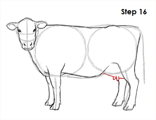 Cow Drawing 16 Draw Cow 16