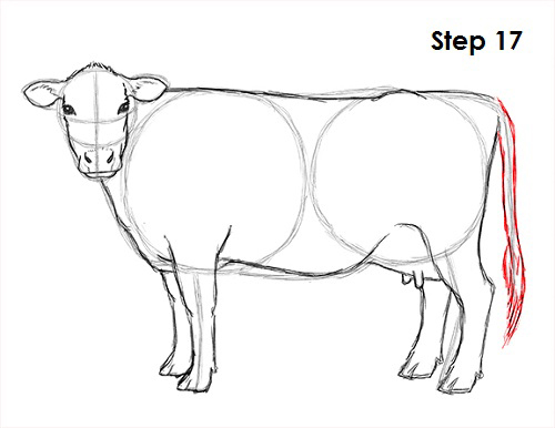 Cow Drawing 17 Draw Cow 17