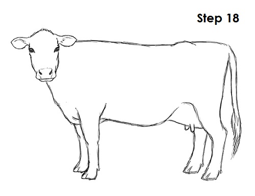 Cow Drawing 18 Draw Cow 18