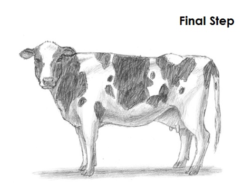 Cow Drawing Final Draw Cow Final