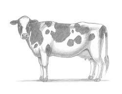 How to Draw a Holstein Friesian Cow Side View