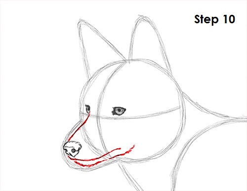 Draw Coyote 10