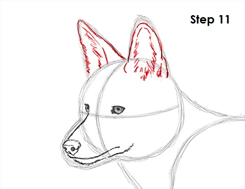 Draw Coyote 11