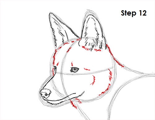 Draw Coyote 12