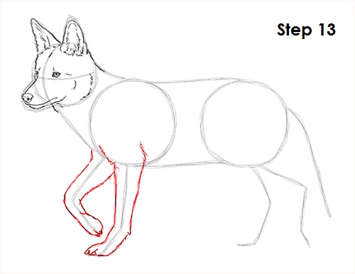 Draw Coyote 13