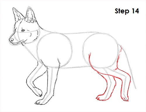 Draw Coyote 14