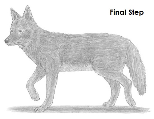 Draw Coyote Final