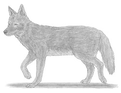 How to Draw a Coyote