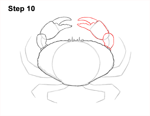 Draw a Brown Crab 10 How to Draw a Brown Edible Red Crab 10