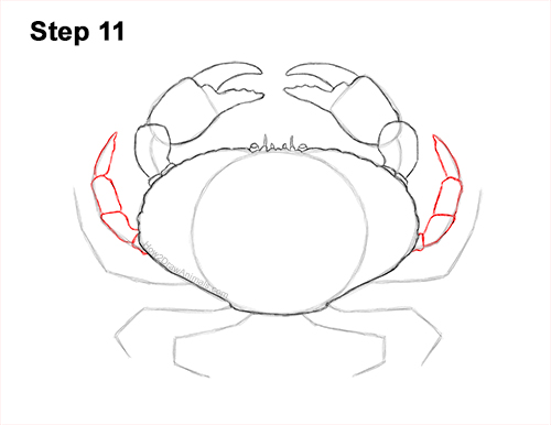 Draw a Brown Crab 11 How to Draw a Brown Edible Red Crab 11