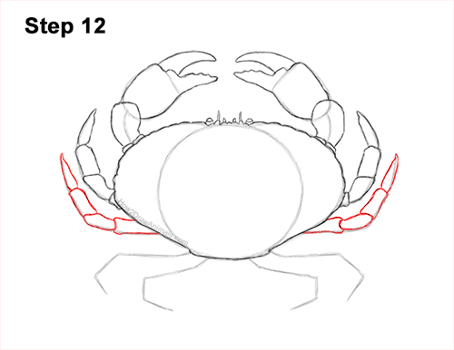 Draw a Brown Crab 12 How to Draw a Brown Edible Red Crab 12