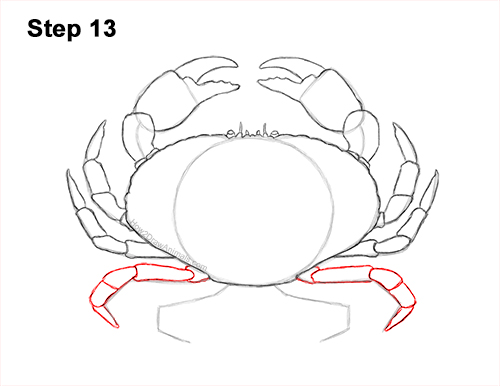 Draw a Brown Crab 13 How to Draw a Brown Edible Red Crab 13