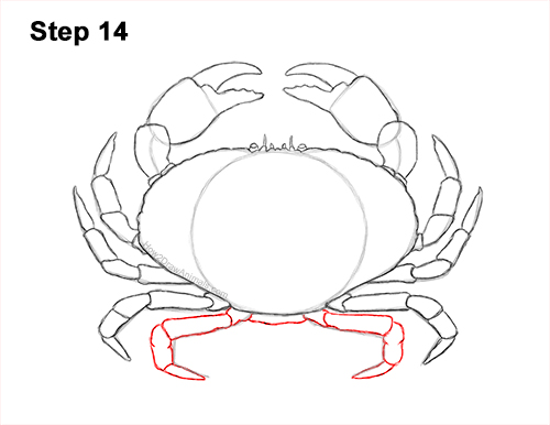 Draw a Brown Crab 14 How to Draw a Brown Edible Red Crab 14