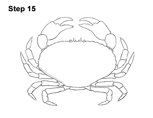 How to Draw a Brown Edible Red Crab 15
