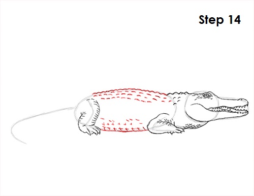 Draw Crocodile 14