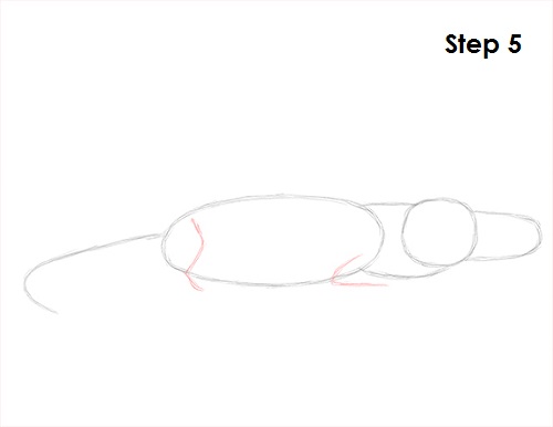 Crocodile Drawing 5 Draw Crocodile 5