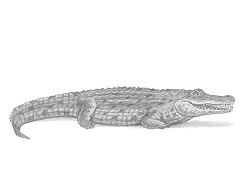 How to Draw a Crocodile Side View