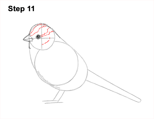How to Draw a White-Crowned Sparrow Bird 11