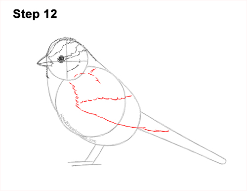 How to Draw a White-Crowned Sparrow Bird 12