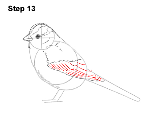 How to Draw a White-Crowned Sparrow Bird 13